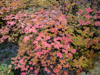 0280_20081016_1629_P1020102.jpg