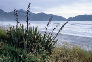 0030_2008_0107_nz_330.jpg